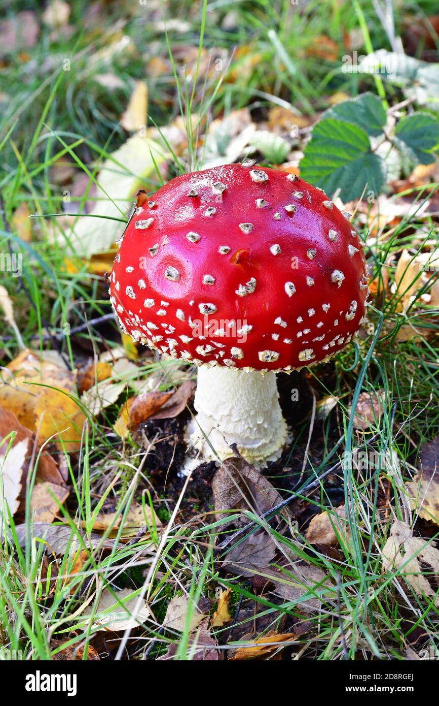 Red and white fly agaric toadstool, growing amongst the fallen autumn leaves in a garden in Britain, UK Stock Photo