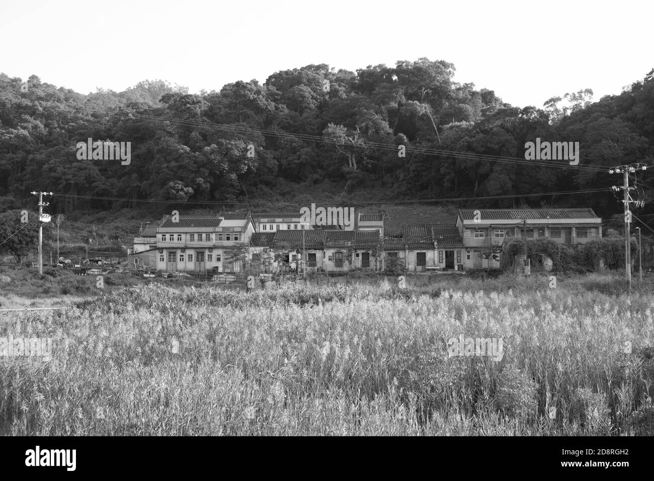 Black and White, BW, Remote Village, New Territories, Field, Traditional Chinese Village, Near Water Field Plants, Horizontal Stock Photo