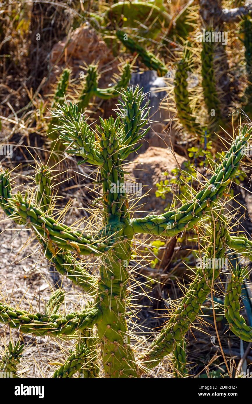 Spiky cactus at La Mata, Torrevieja,Costa Blanca, Spain, winter, winter sun, destination Stock Photo