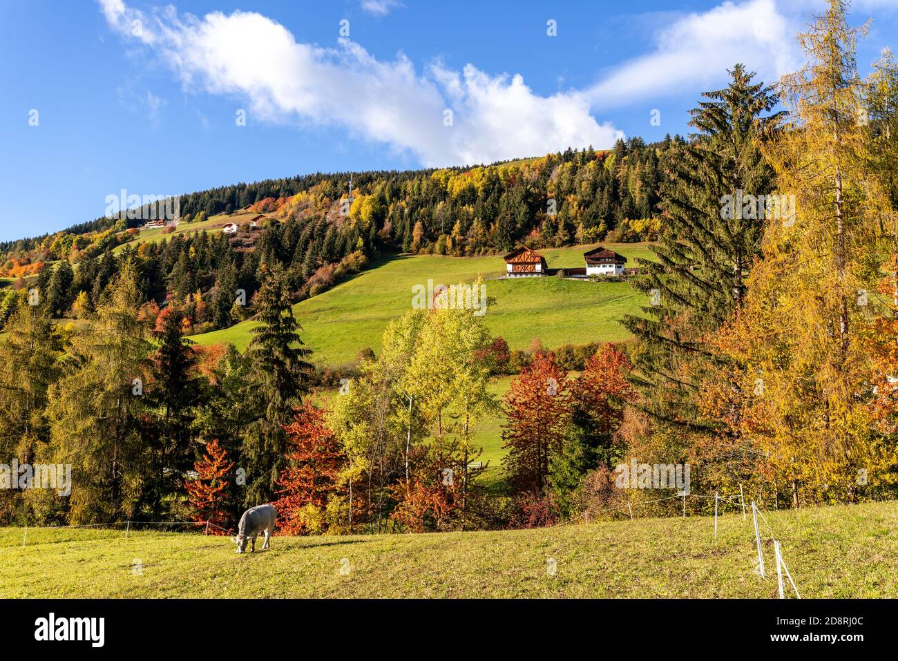 Funes Valley, Trentino, Italy. Autumn landscape with fall colors.  Stock Photo