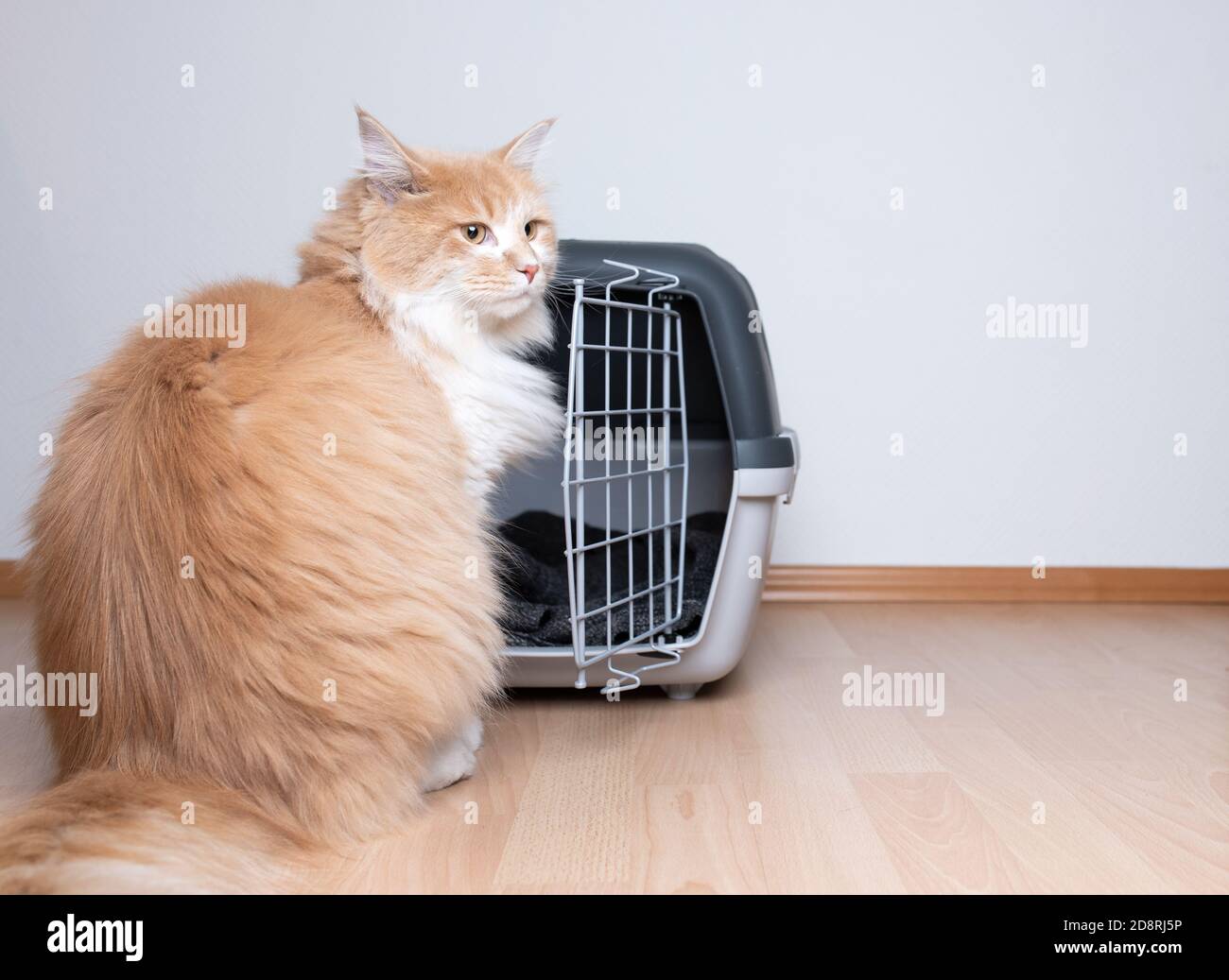 ginger maine coon cat sitting in front of open pet carrier looking to