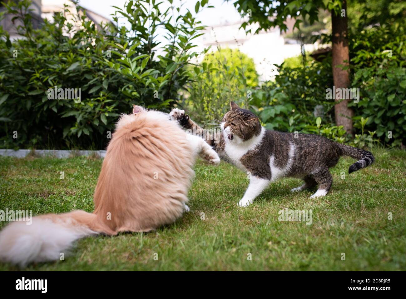 two cats fighting in the back yard. Aggressive british shorthair cat