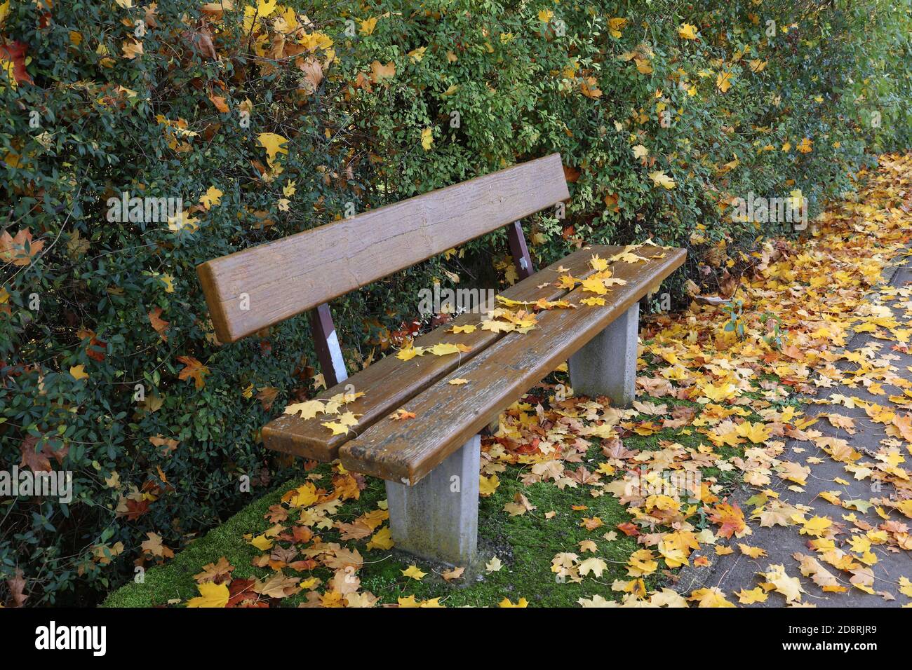Yellow maple leaves falling on a park bench in autumn Stock Photo - Alamy