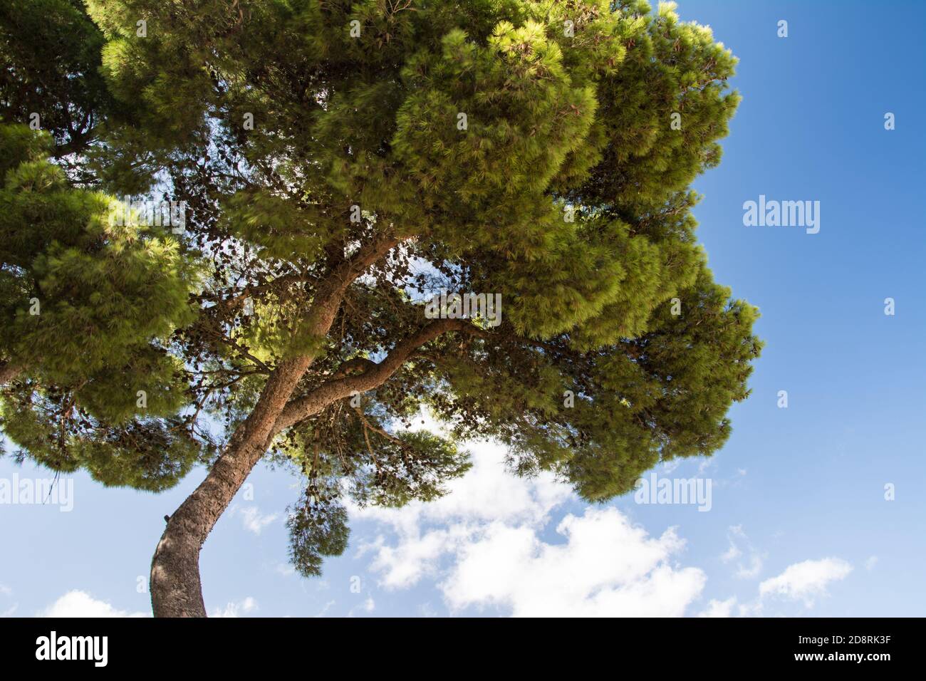 A tree against a blue sky. Mediterranean pine on a blue sky background Stock Photo