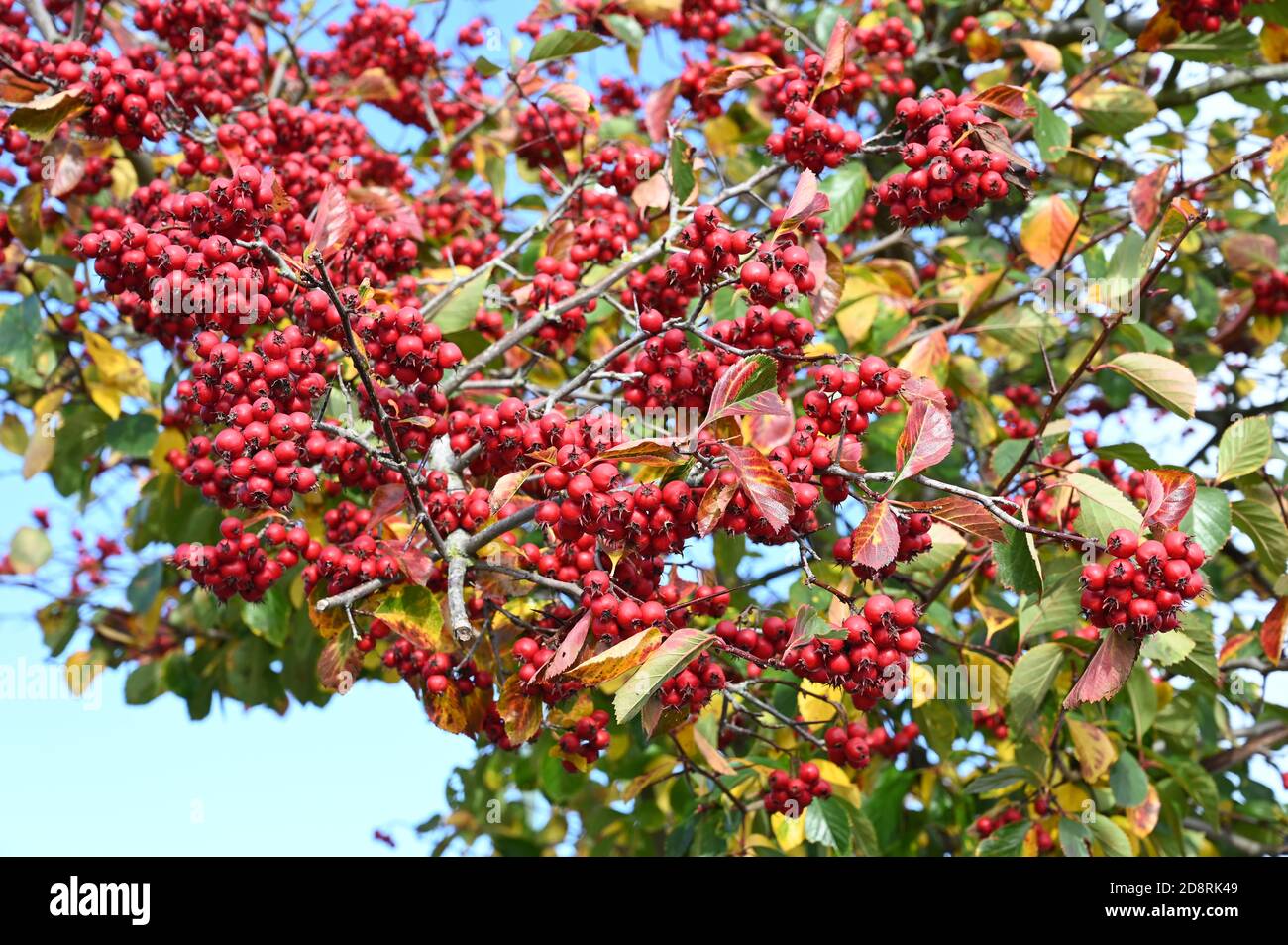 Wild Hawthorne Berries (crataegus monogyne). Foots Cray Meadows, Sidcup, Kent. UK Stock Photo