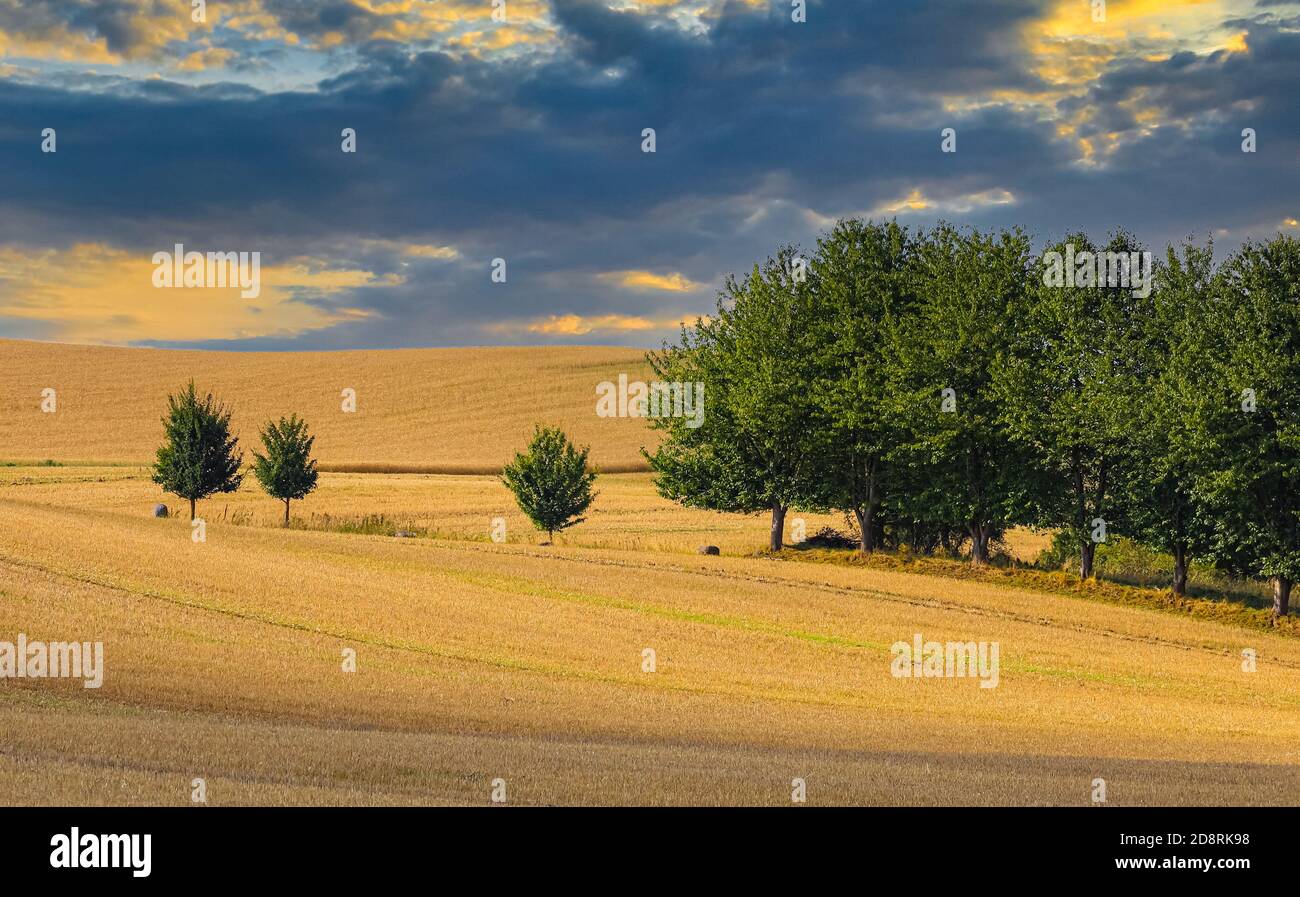 These three young trees stand in the hilly landscape of Holstein Switzerland / Holsteinische Schweiz. Stock Photo