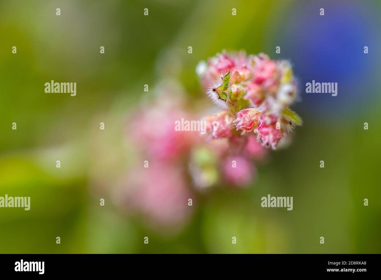 Closeup shot of boerhavia diffusa flowers Stock Photo