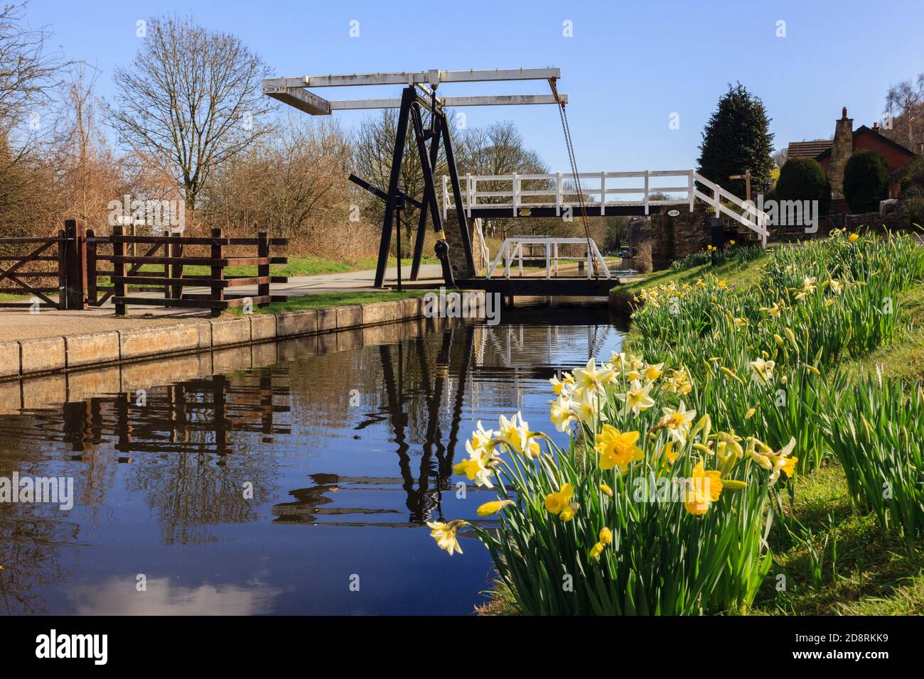 View of the Llangollen canal with daffodils in spring. Froncysyllte, Wrexham, North Wales, UK, Britain Stock Photo