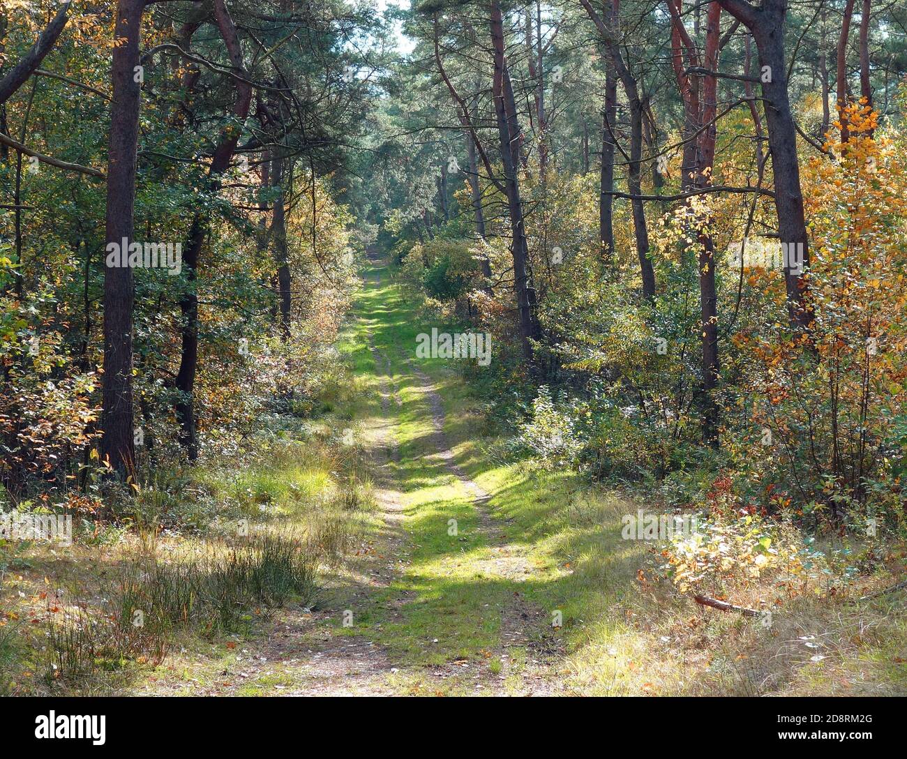 Ascending footpath overgrown with grass through the mixed forest. The conifers are green. The deciduous birch trees are coloring yellow Stock Photo