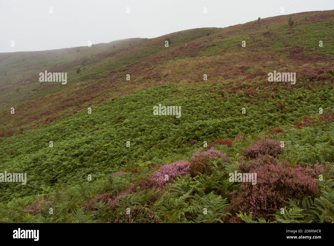 The Hills of Jugger Moor turn purple in summer as the Heathers flower and make the landscape change in character. Windswept and bleak in winter Stock Photo