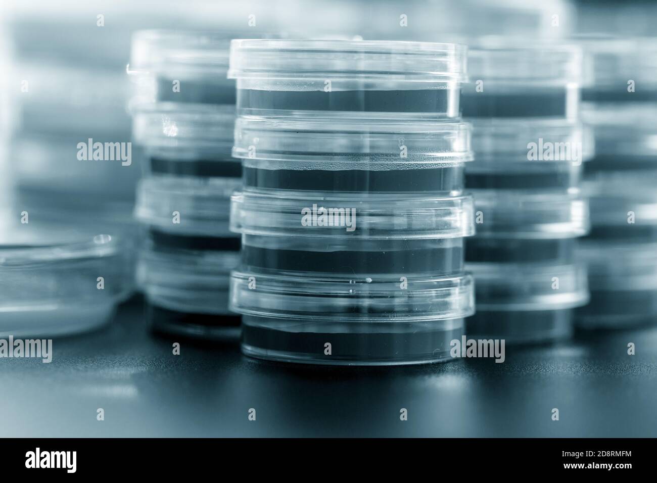 Petri dishes in the microbiology laboratory of a medical clinic Stock Photo Alamy