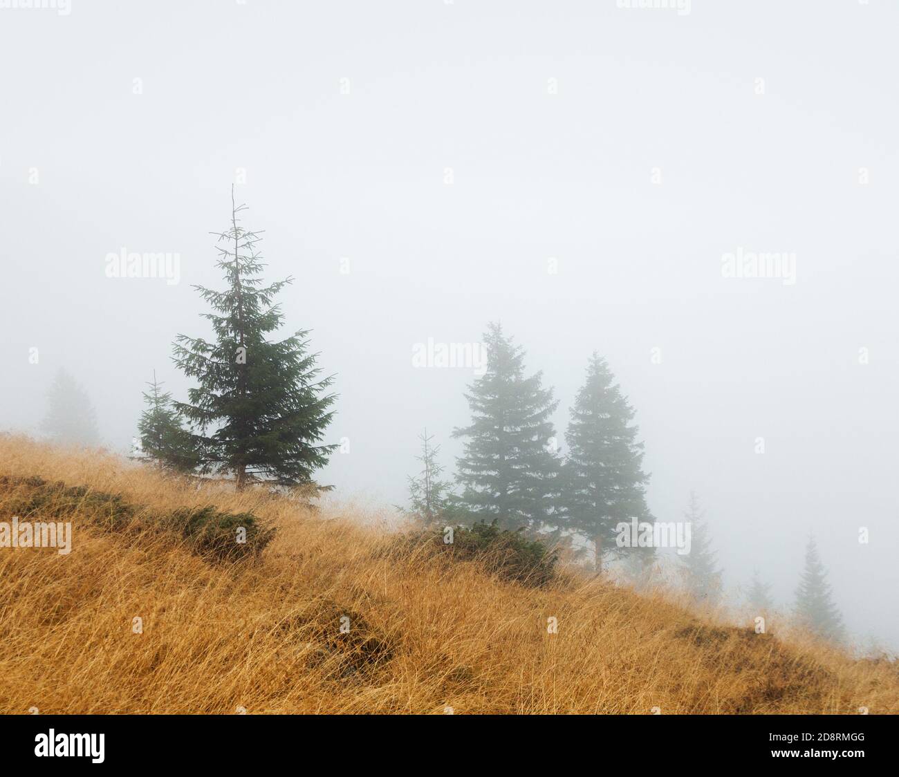 Autumn landscape. Spruce trees in the fog Stock Photo - Alamy