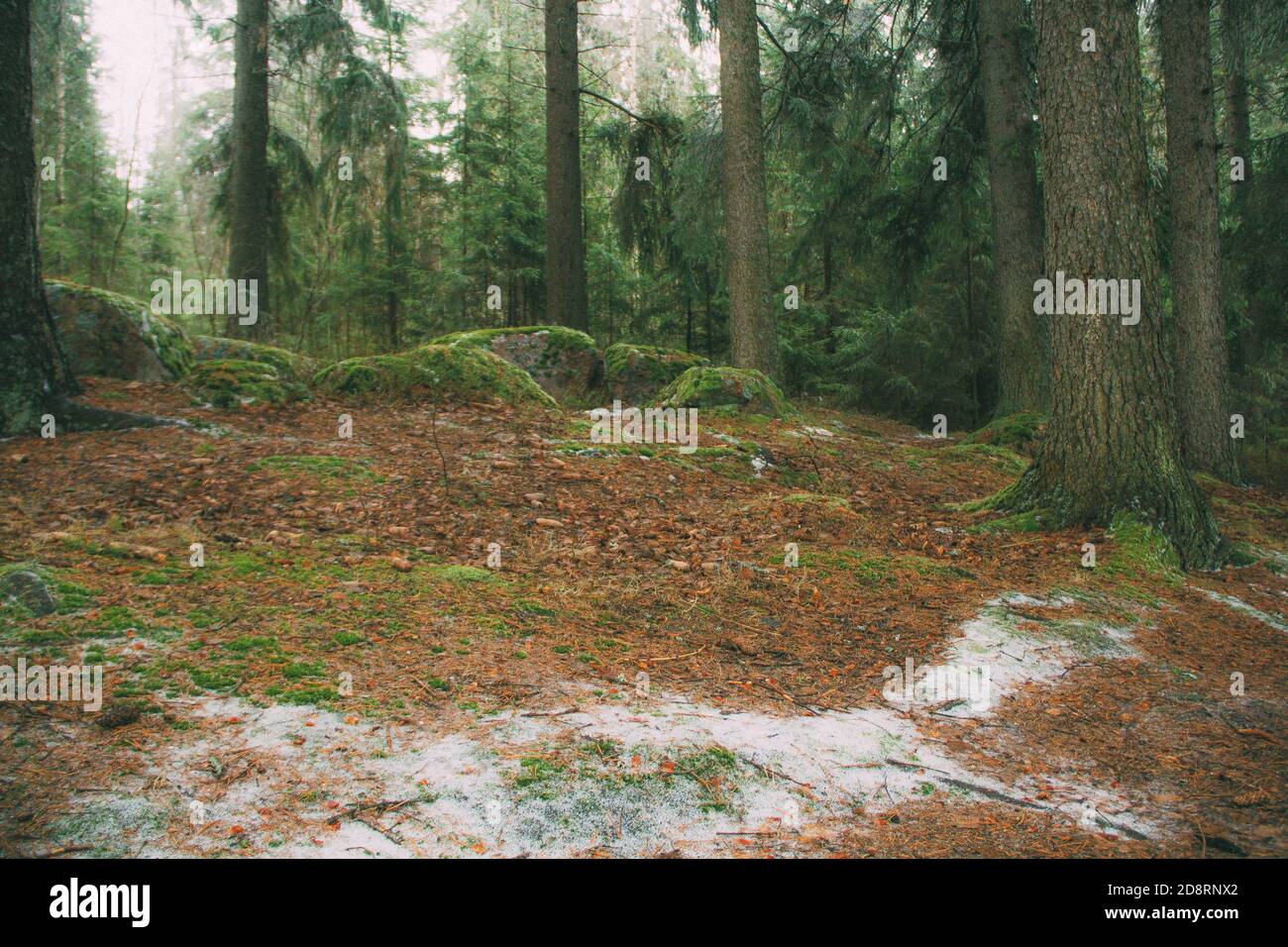 stone blocks in the moss.snow-covered path in the winter spruce forest Stock Photo
