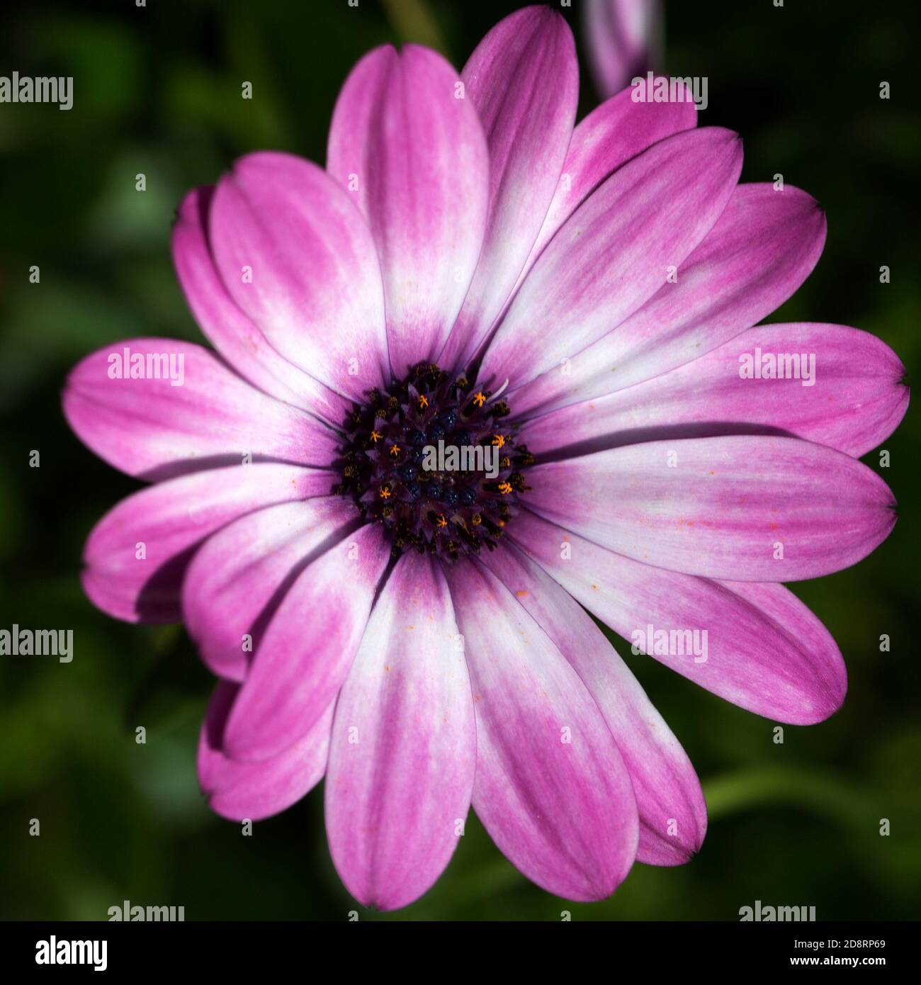 Close-up of flower of Cape Marguerite (Dimorphotheca ecklonis) Stock Photo