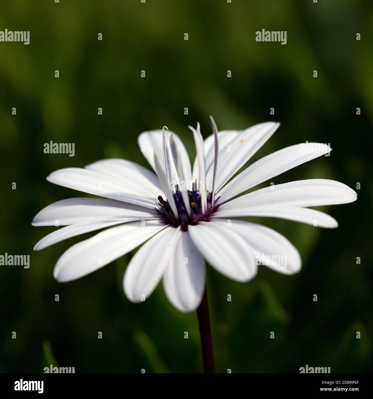 Single white flower of Cape Marguerite (Dimorphotheca ecklonis), close-up Stock Photo