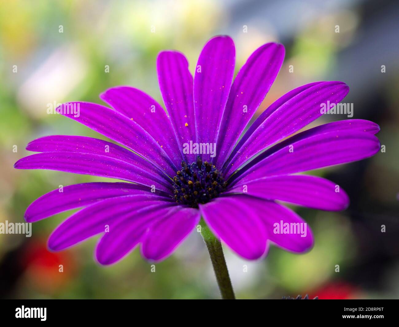 Close-up of purple flower of Cape Marguerite (Dimorphotheca ecklonis); petals speckled with pollen Stock Photo