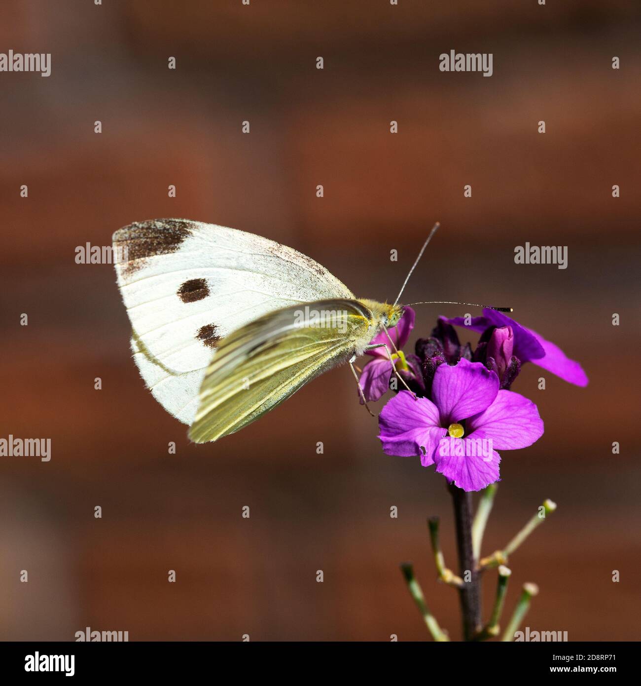 Female butterfly Large White (Pieris brassicae) Stock Photo