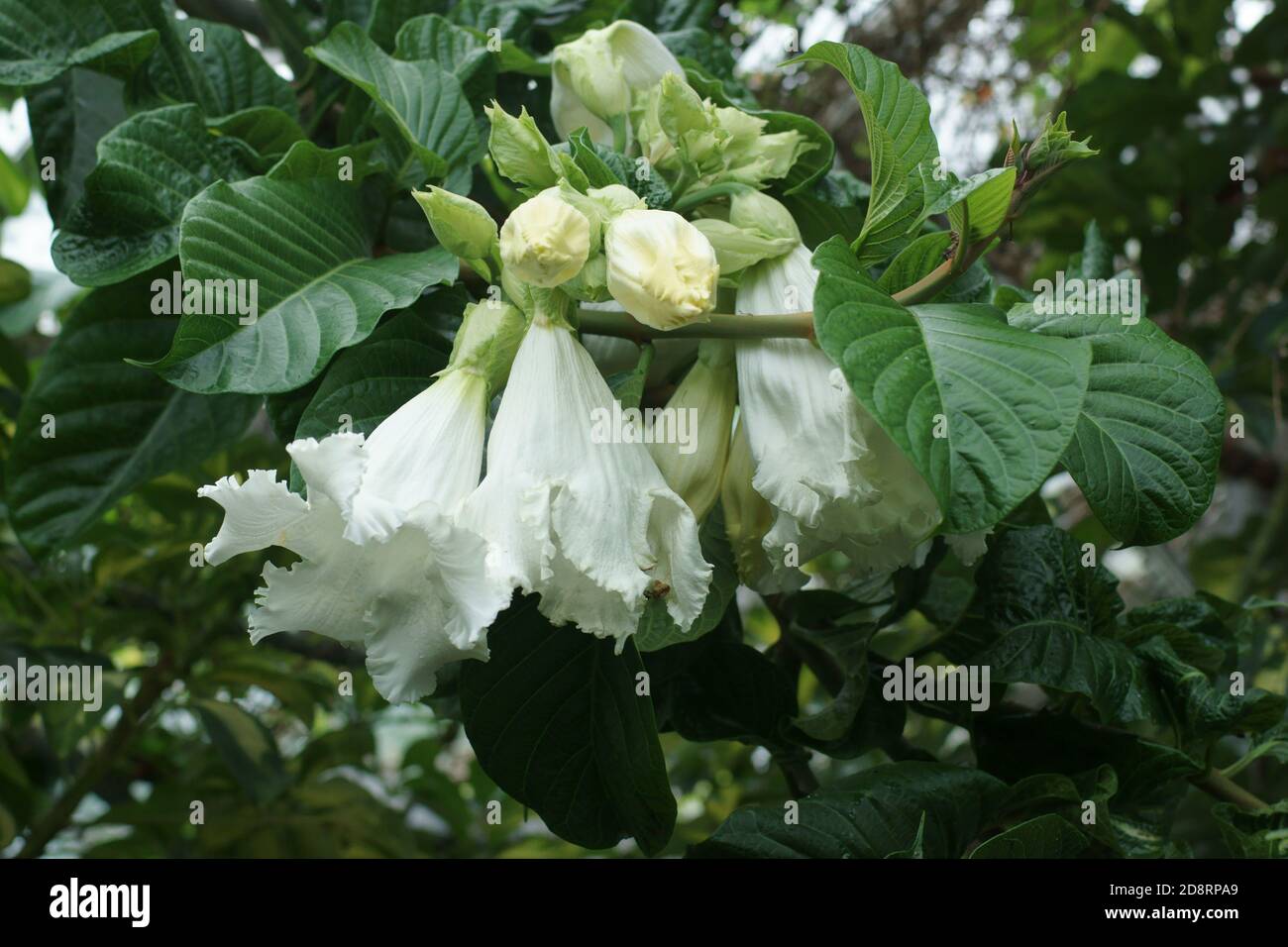 Beaumontia grandiflora Stock Photo