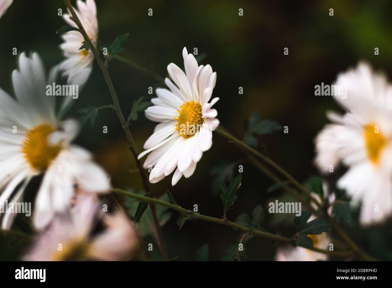 Vintage old photo of white flowers background macro Stock Photo - Alamy