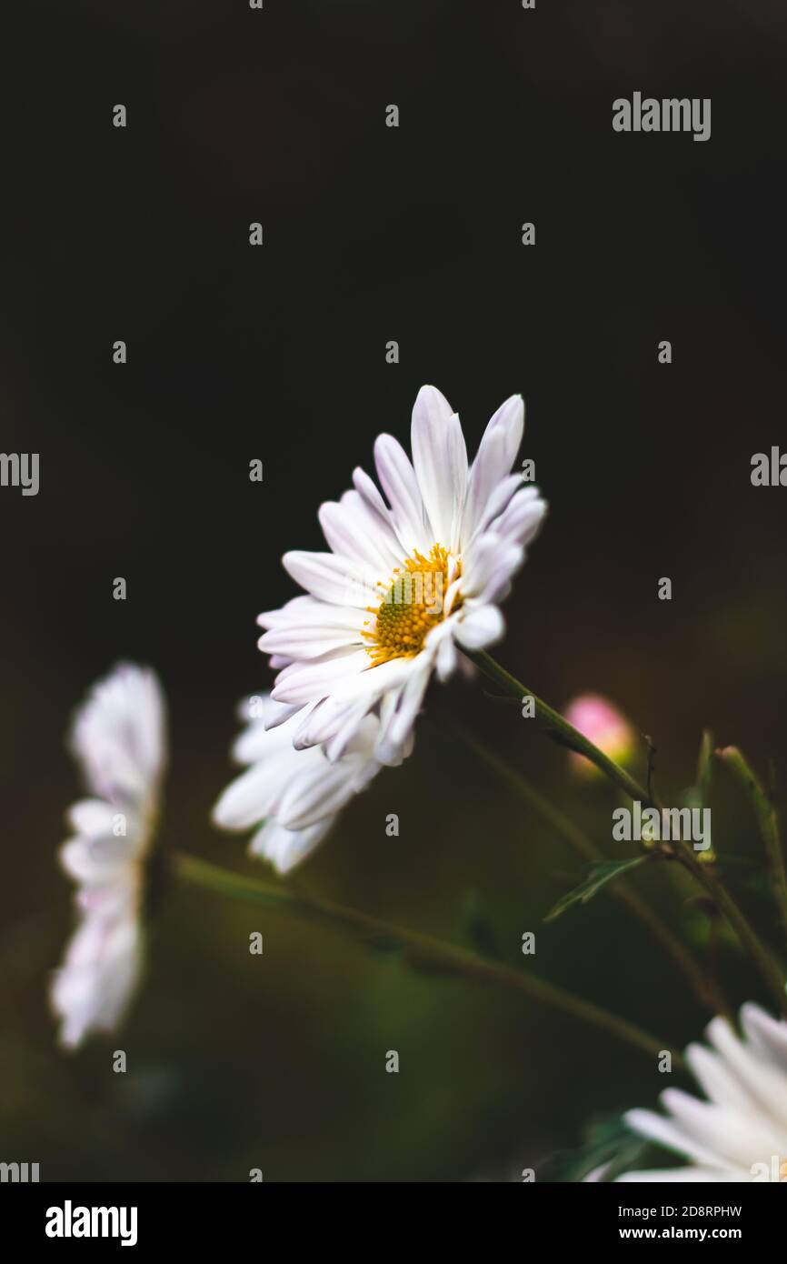 Vintage old photo of white flowers background macro Stock Photo - Alamy