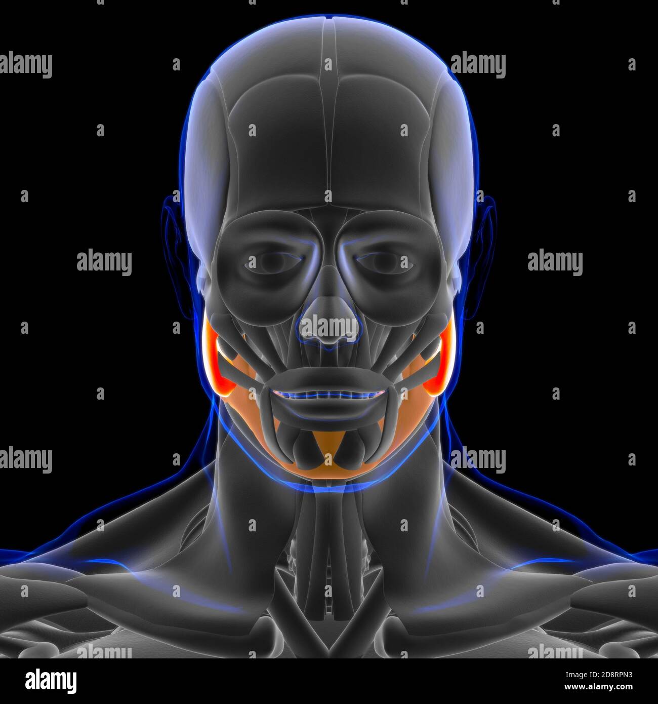 Masseter Superficial Muscle Anatomy For Medical Concept 3D Illustration ...