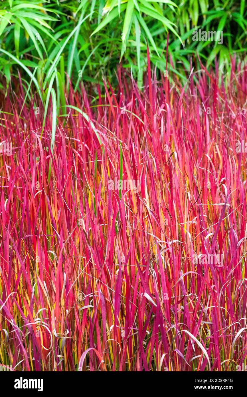 Imperata cylindrica Red Baron october garden Autumnal garden plant Stock Photo