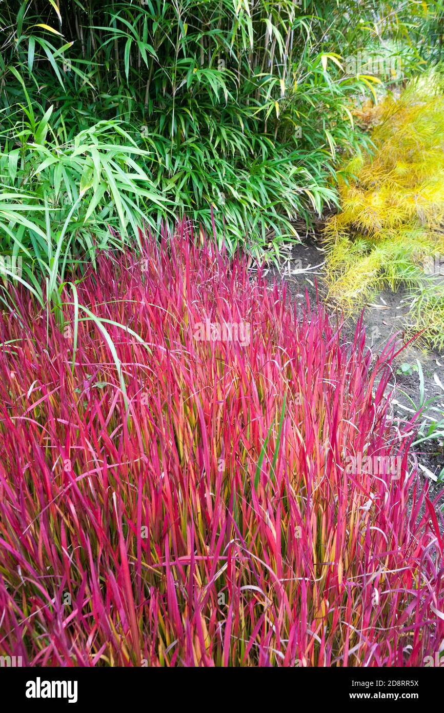 Imperata cylindrica Red Baron october garden grasses Stock Photo