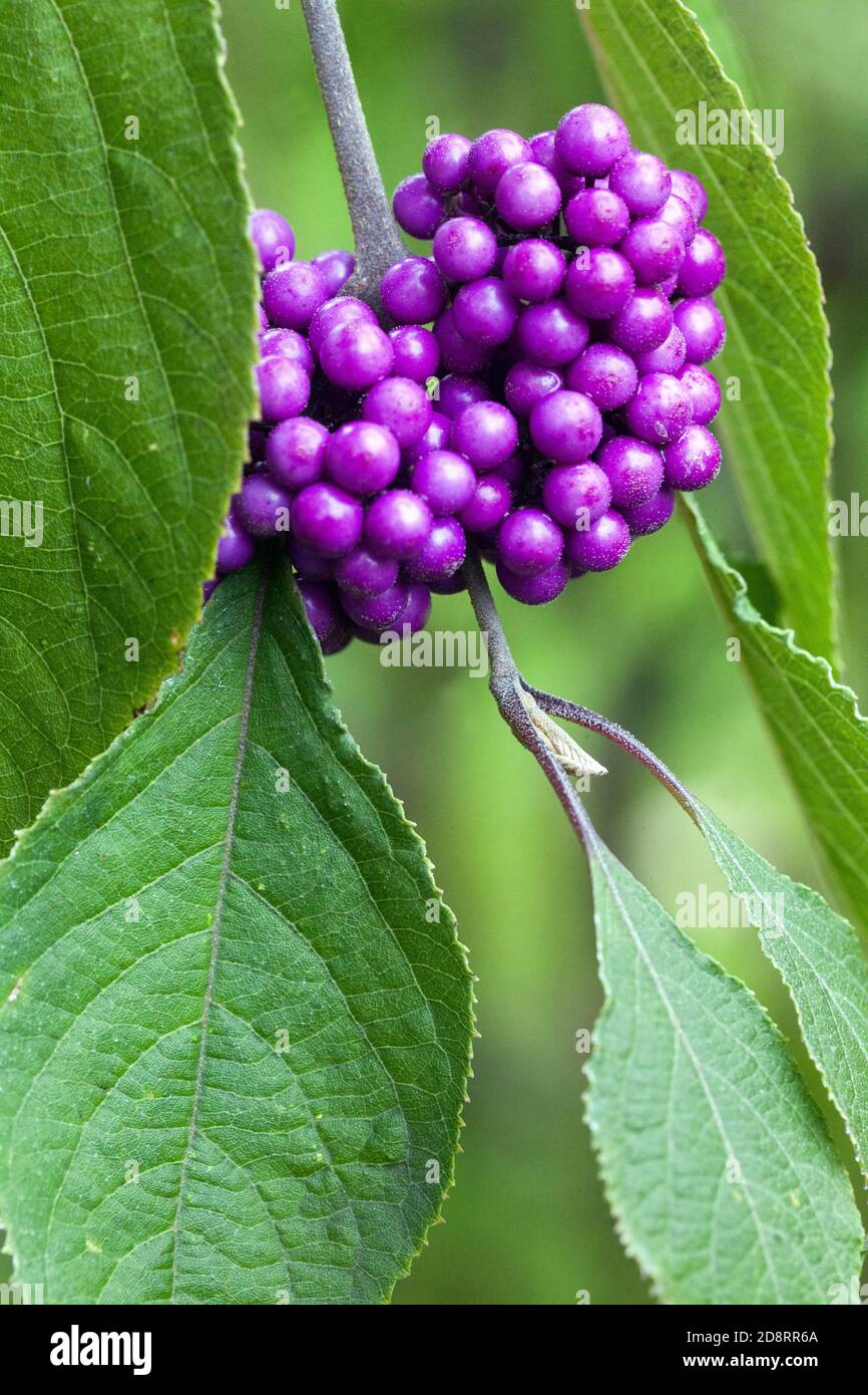 Callicarpa bodinieri Giraldii Profusion Stock Photo