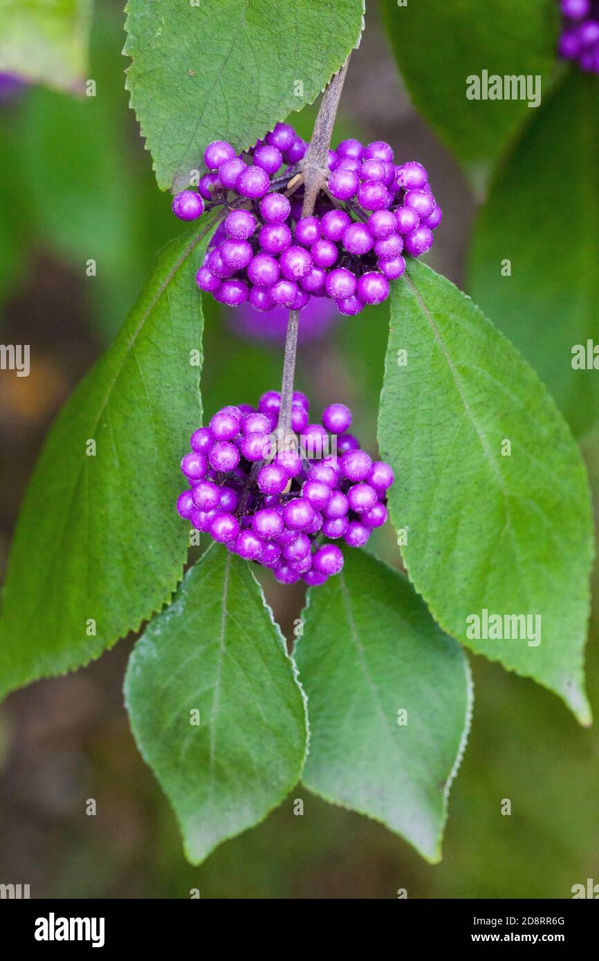 Callicarpa bodinieri var Giraldii Profusion Stock Photo