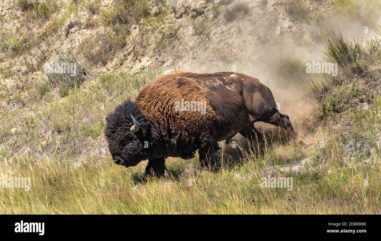 Bison Bull Runs in the Prairie Stock Photo