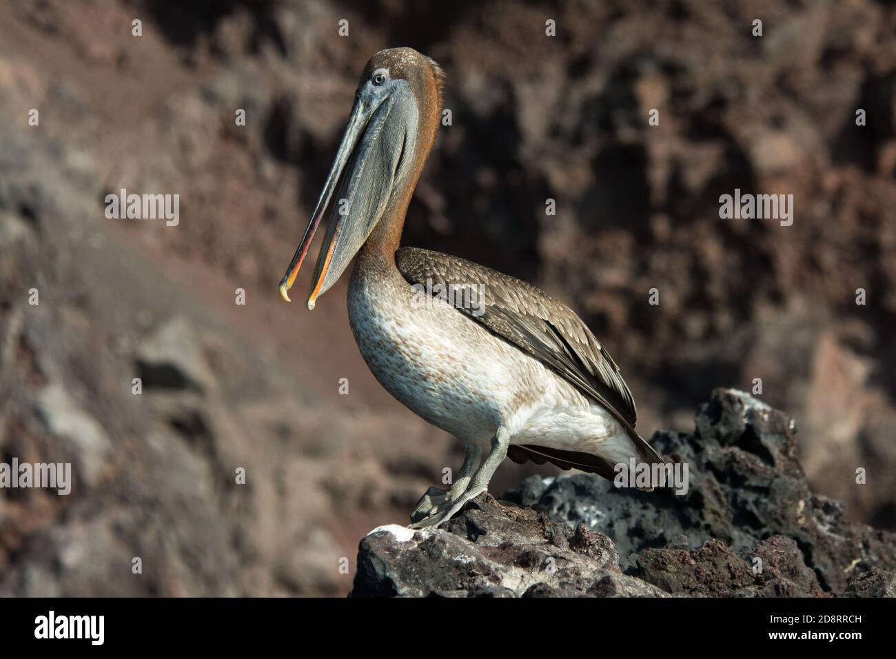 Brown pelican standing at the rocks of Punta Vicente Roca of Isabela, the biggest of he Galapagos Islands. Stock Photo