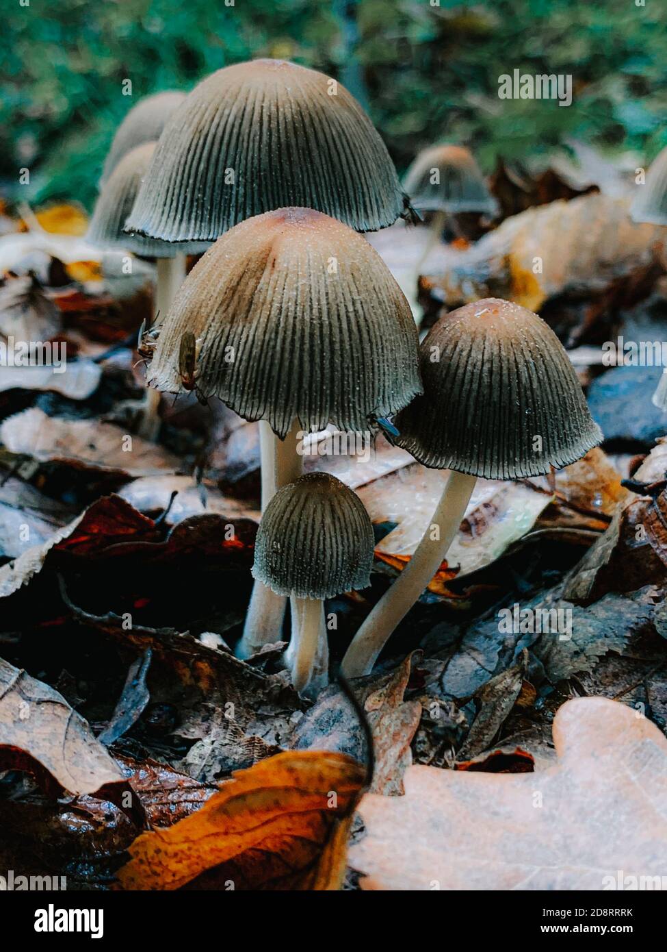 Vertical closeup shot of small thin fungi on the forest floor Stock ...