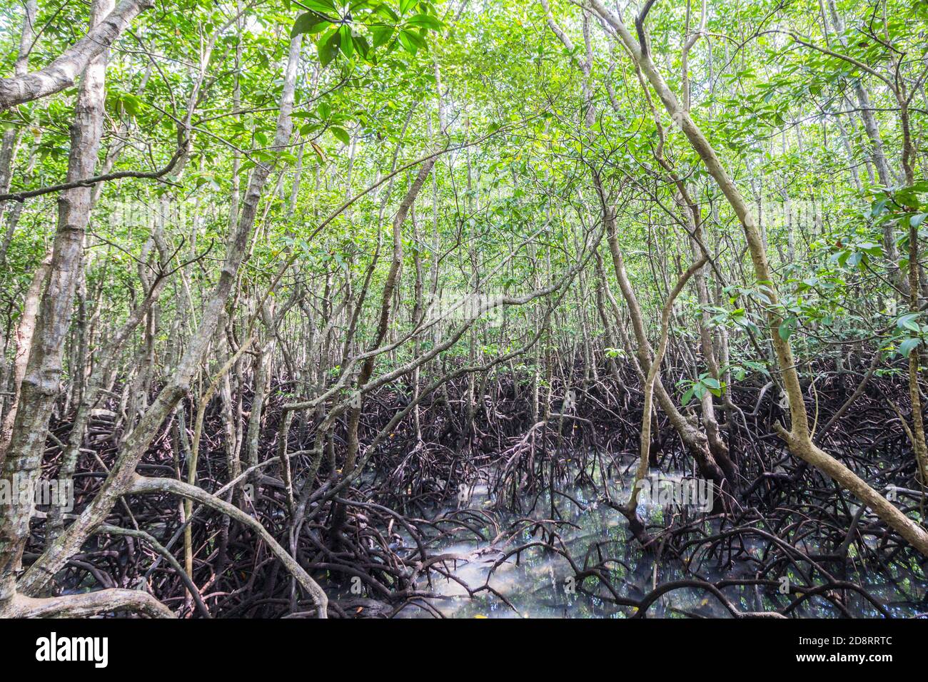 Mangrove forest in Bohol, Philippines Stock Photo Alamy