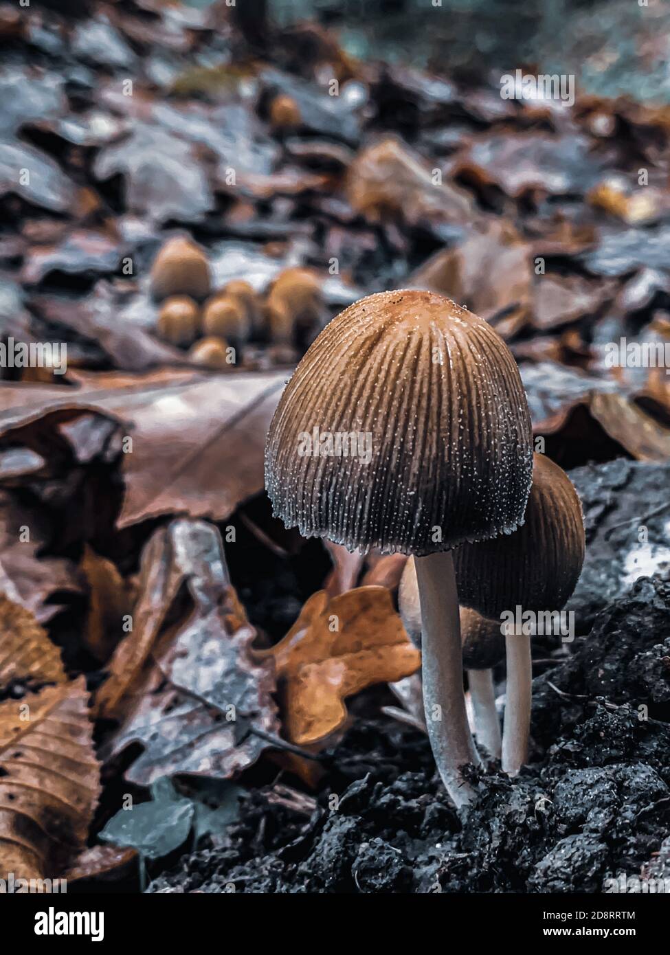 Vertical closeup shot of small thin fungi on the forest floor Stock ...