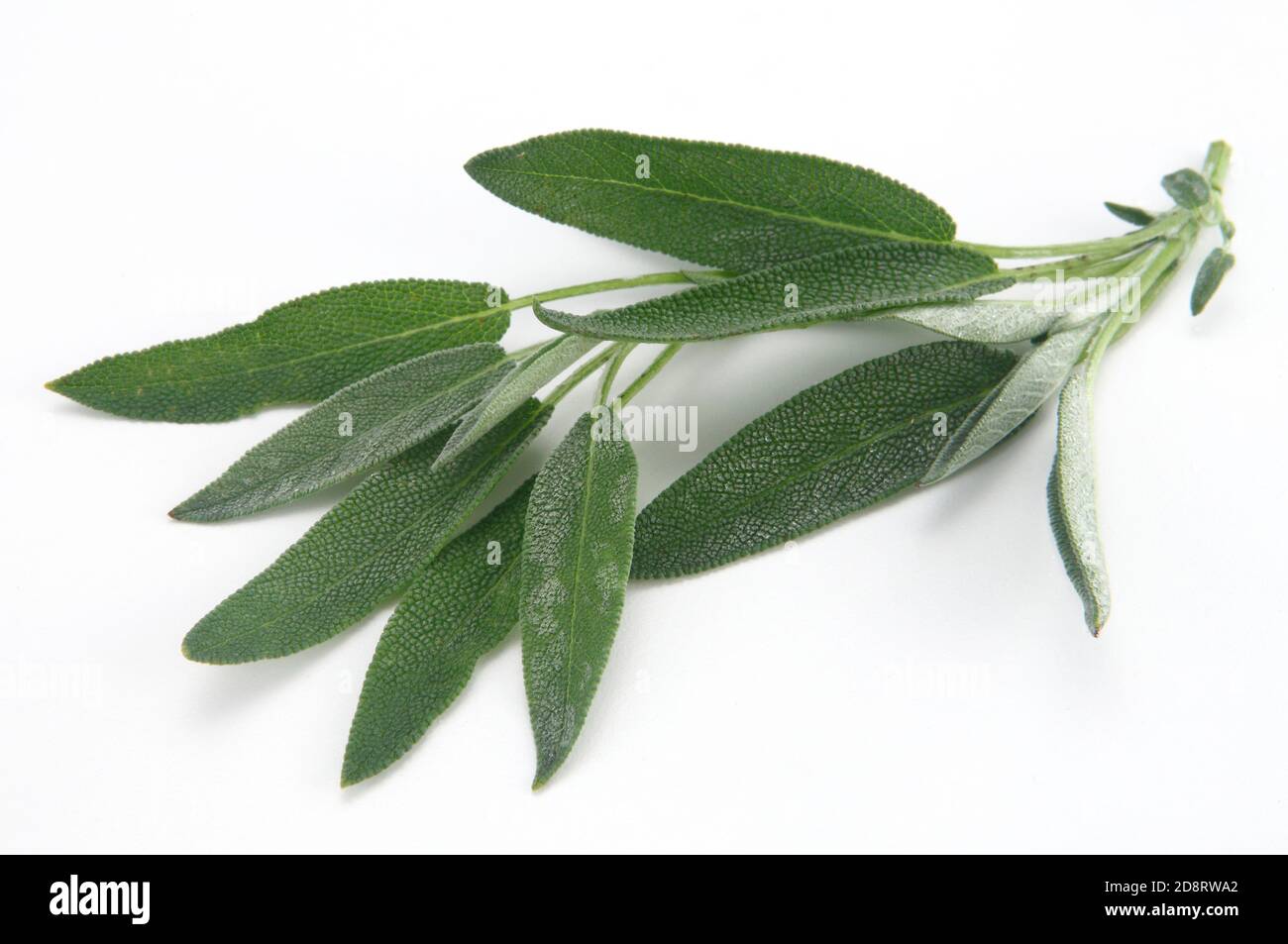 Sage is an herb. The leaf is used to make medicine Stock Photo Alamy