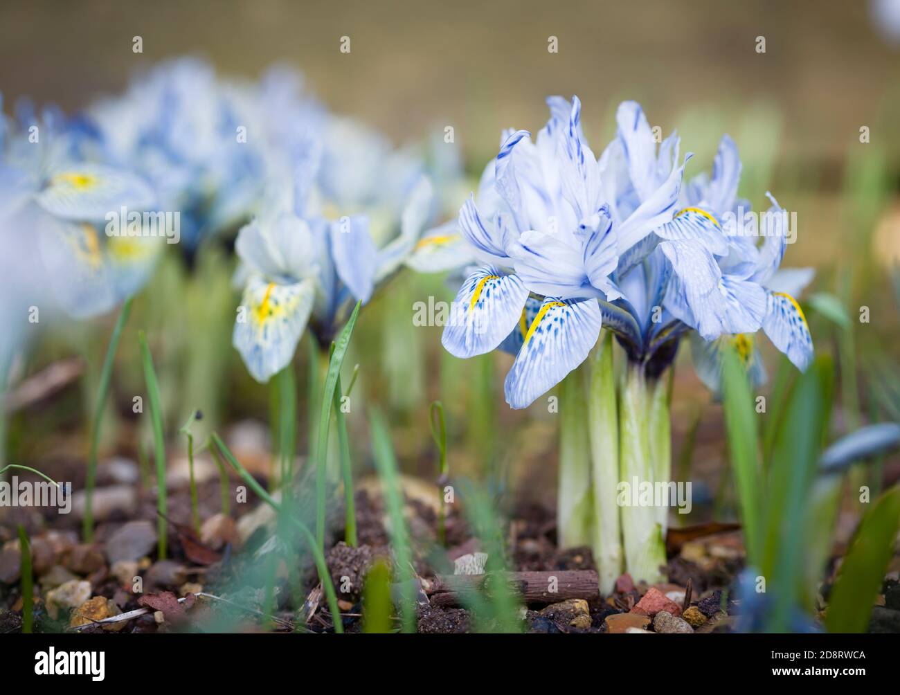 Dwarf iris flowers (Katharine Hodgkin) growing in a garden border or flower bed, UK Stock Photo