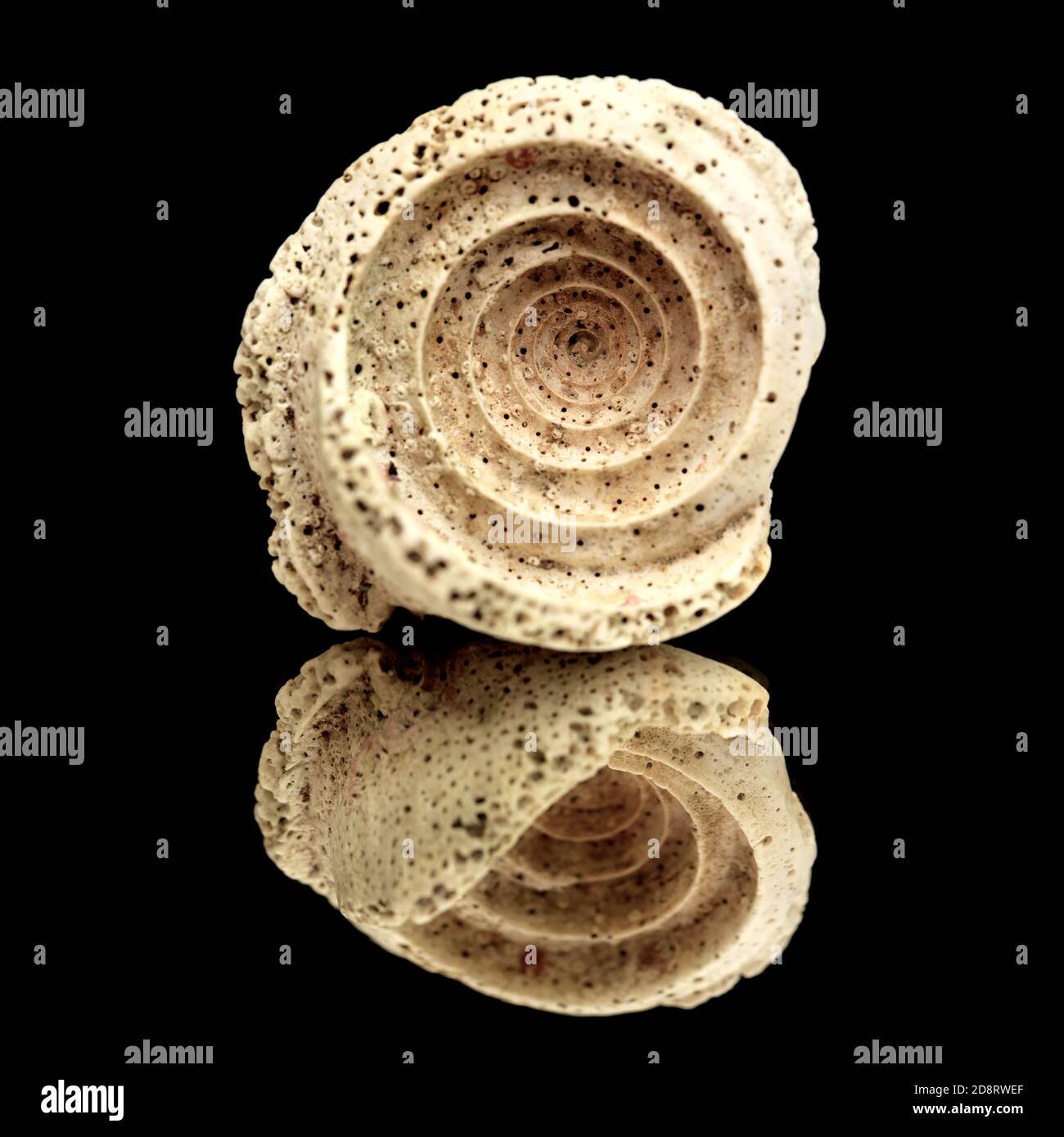 Fossil sea snail shell piece, possibly genus Conus, inner spiral visible, isolated on black Stock Photo