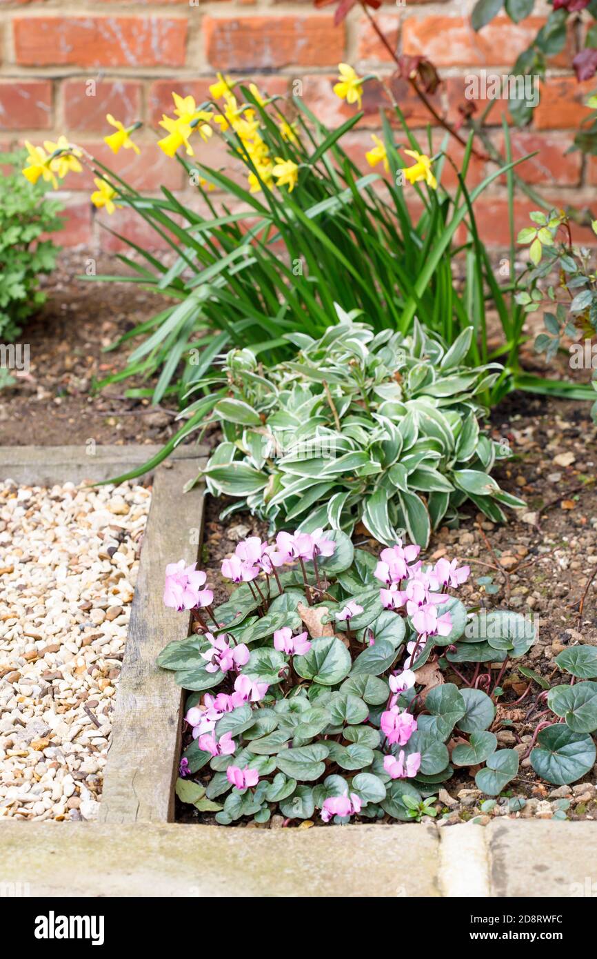 Spring flowers in a flower bed in a garden or backyard, UK Stock Photo