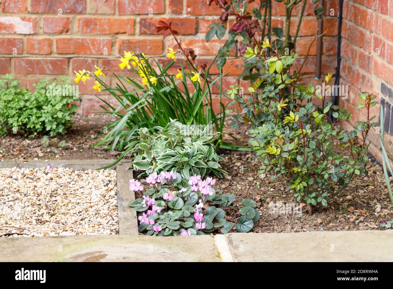 Spring flower border with bulbs and plants in a garden, UK Stock Photo