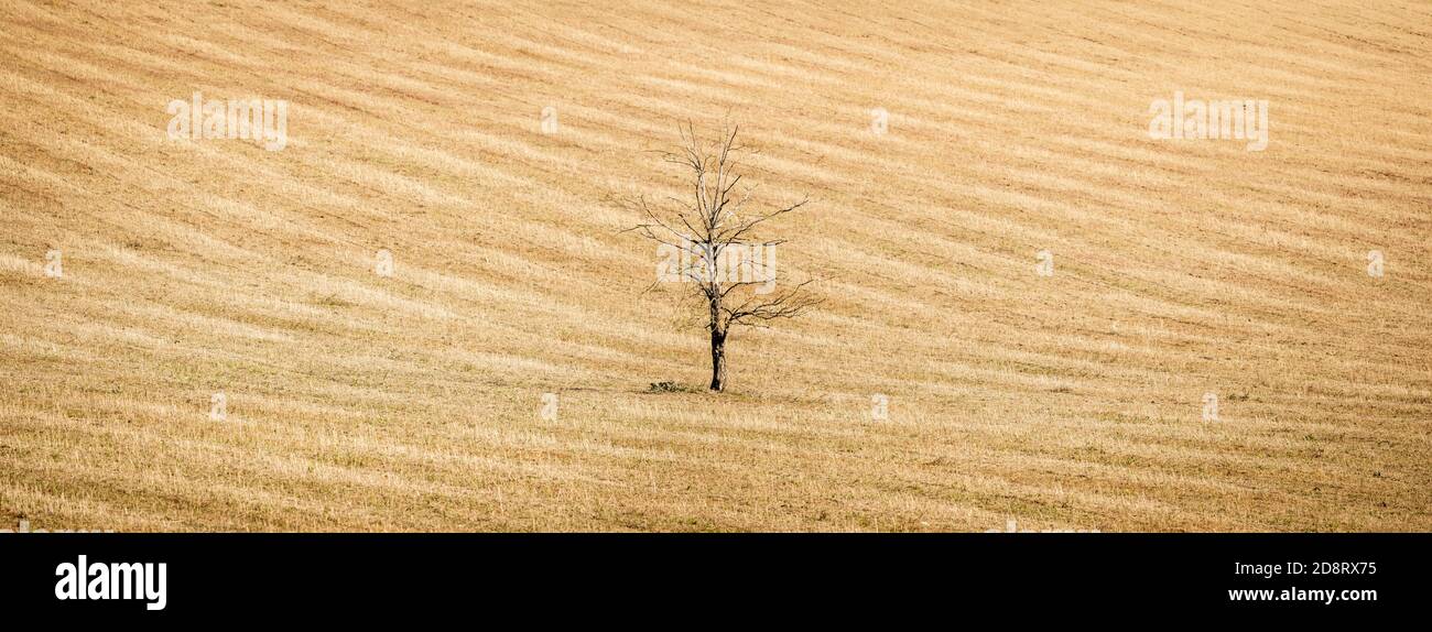 Global warming concept, UK landscape with dead tree in a parched earth crop field. Huge, high resolution panorama Stock Photo