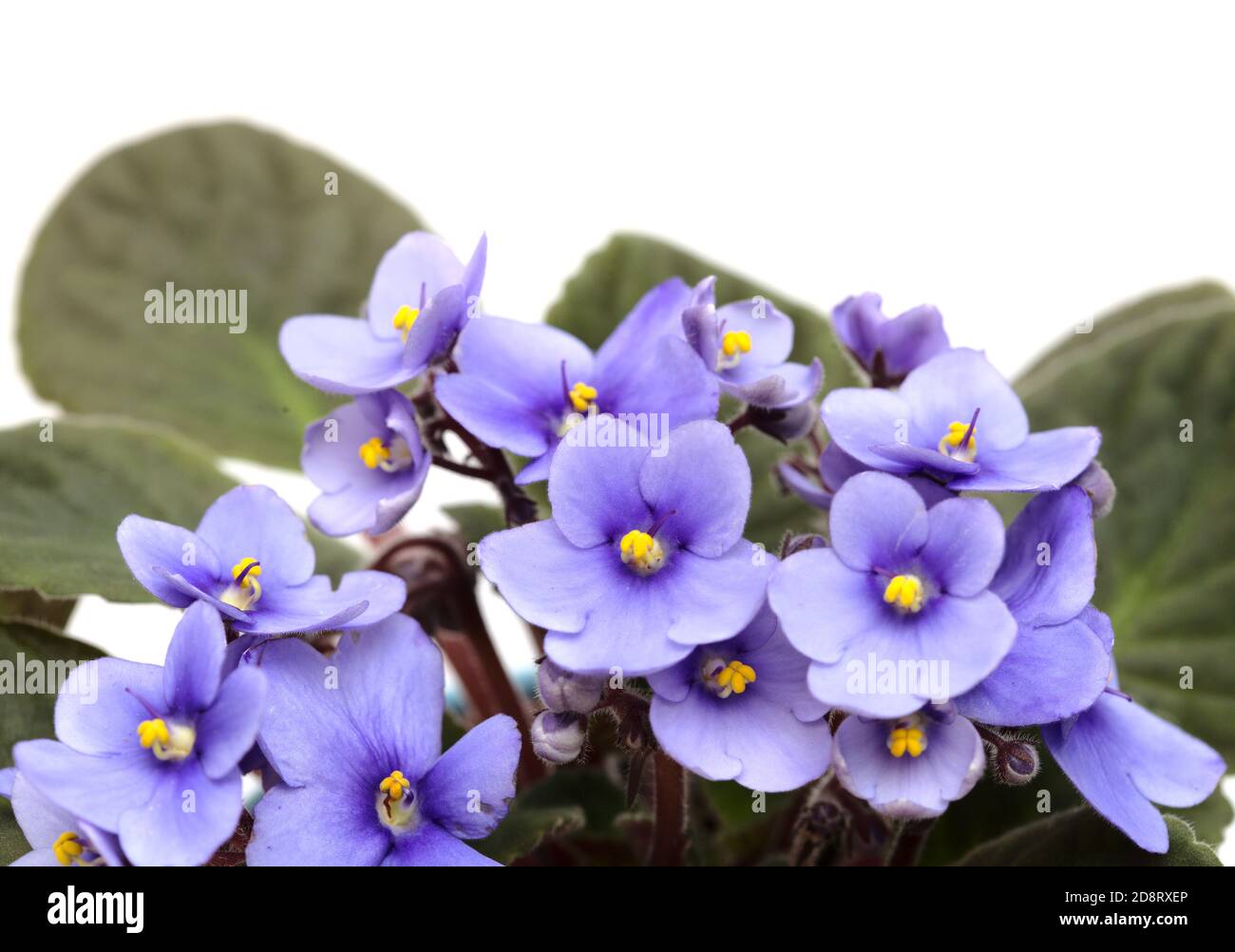 Gorgeous A Blue Flowered African Violet Of Unknown Abstract in 4K Gorgeous A Blue Flowered African Violet Of Unknown Abstract in 4K