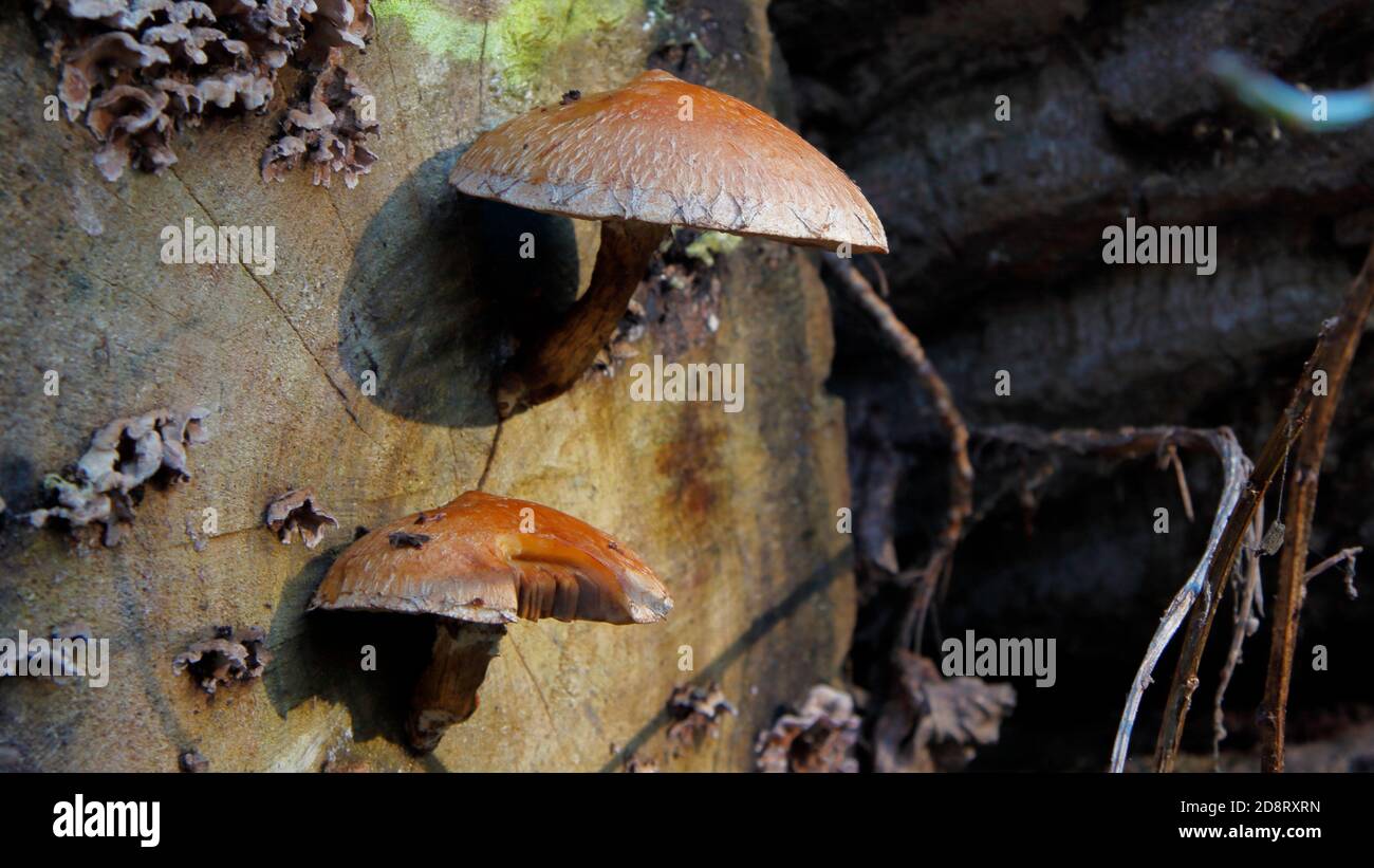 Mushrooms ona tree trunk Stock Photo