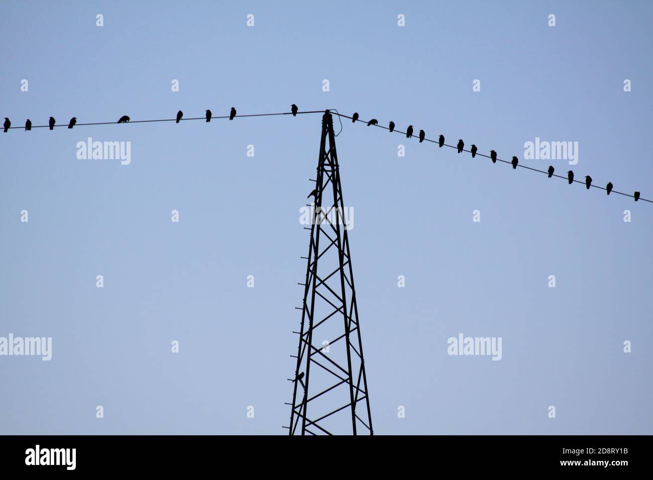 Birds on wire Stock Photo