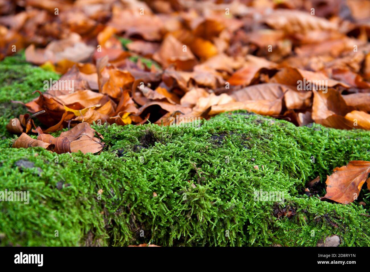 Autumn - Leaves in the Forest Stock Photo