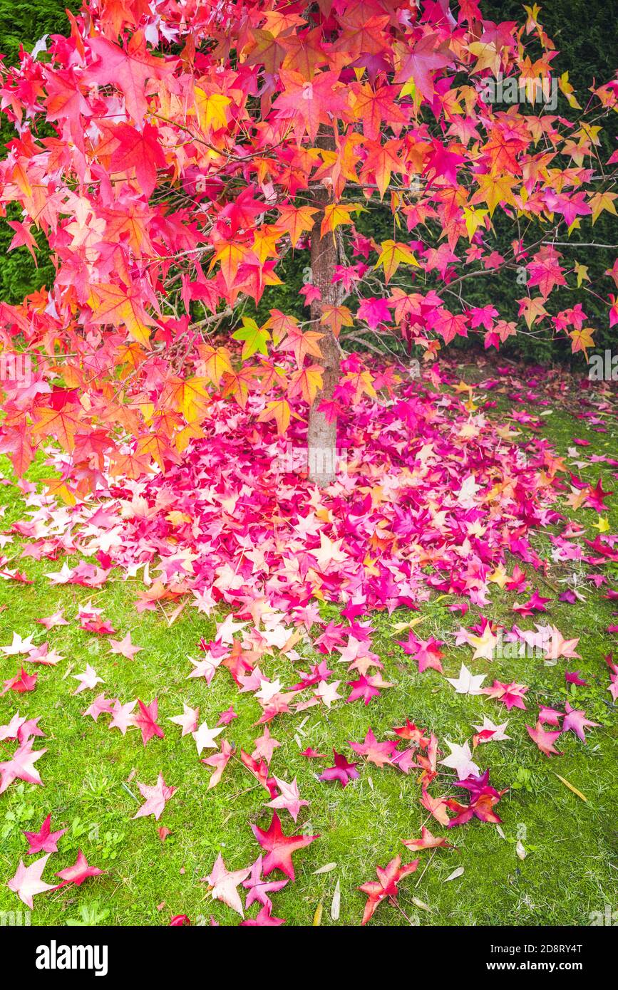 Golden autumn fallen leaves Stock Photo