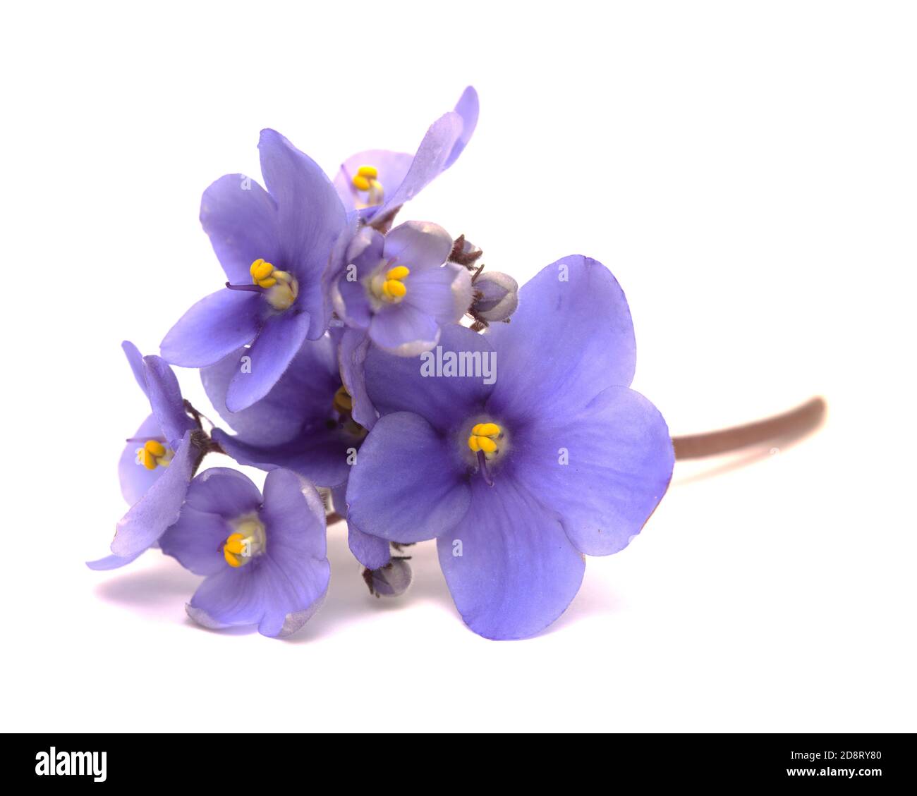 Blue african violet isolated on white background Stock Photo - Alamy