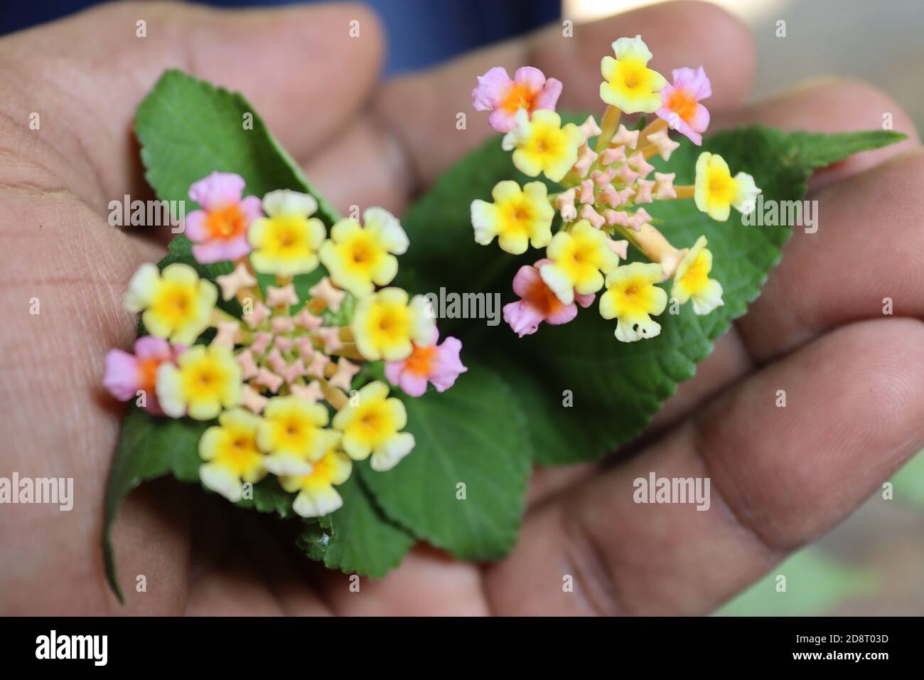 These small flowers commonly grow in the forest but cannot see any special. But through the camera lens can understand nature hide something from us. Stock Photo