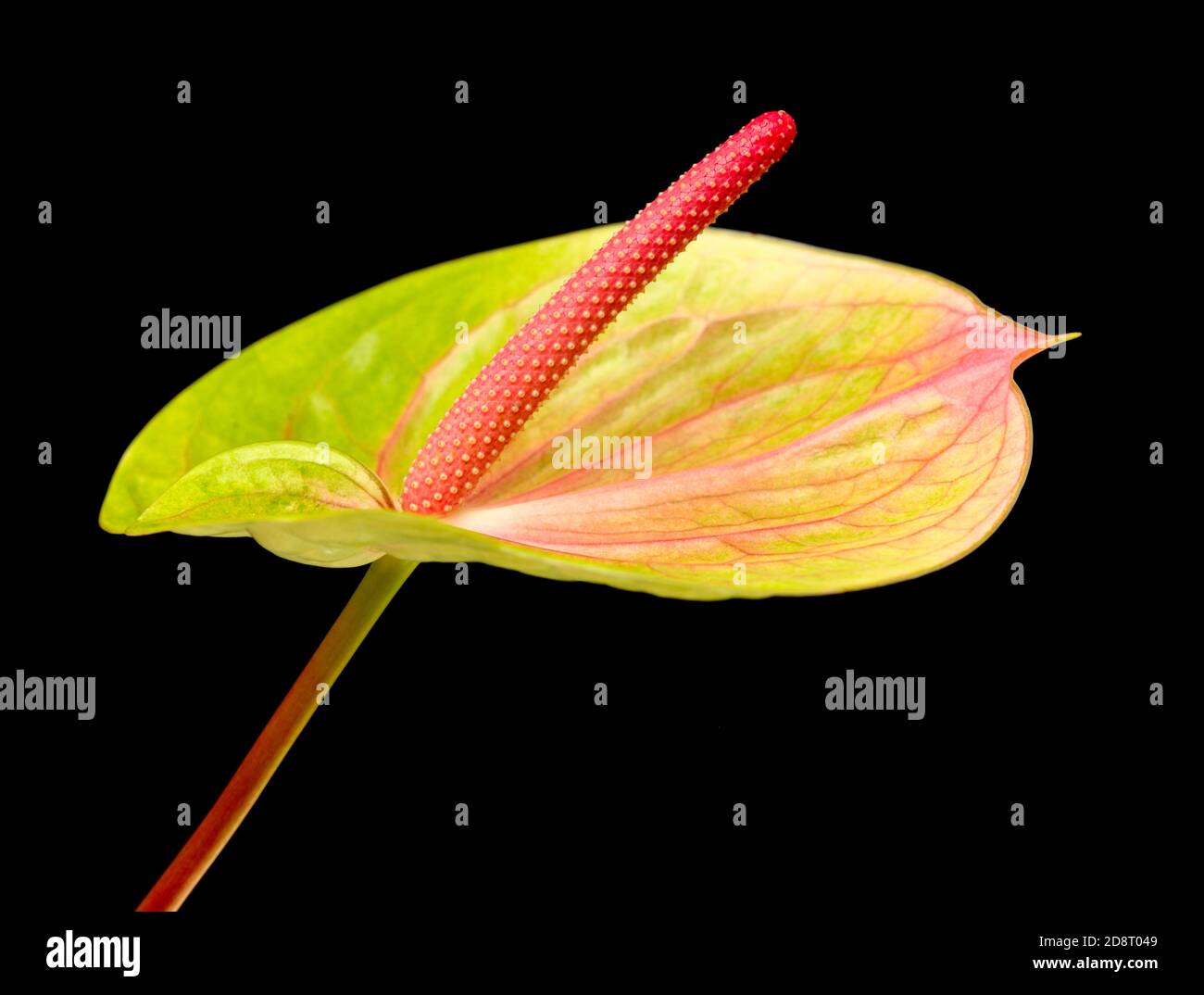 Anthurium isolated on black background Stock Photo - Alamy