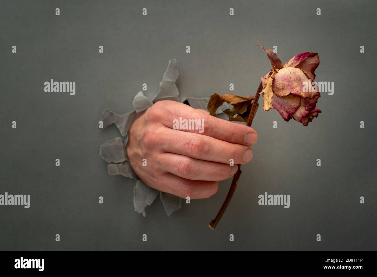 Hand with a faded rose through a grey paper hole.Concept of a broken heart, breakup, divorce. Stock Photo