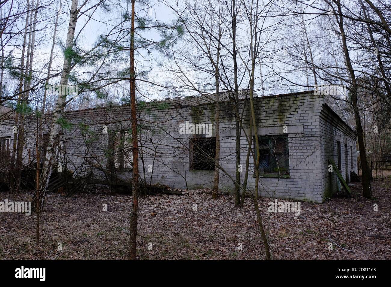 Abandoned brick buildings among trees in the Chernobyl radiation contamination zone. Stock Photo